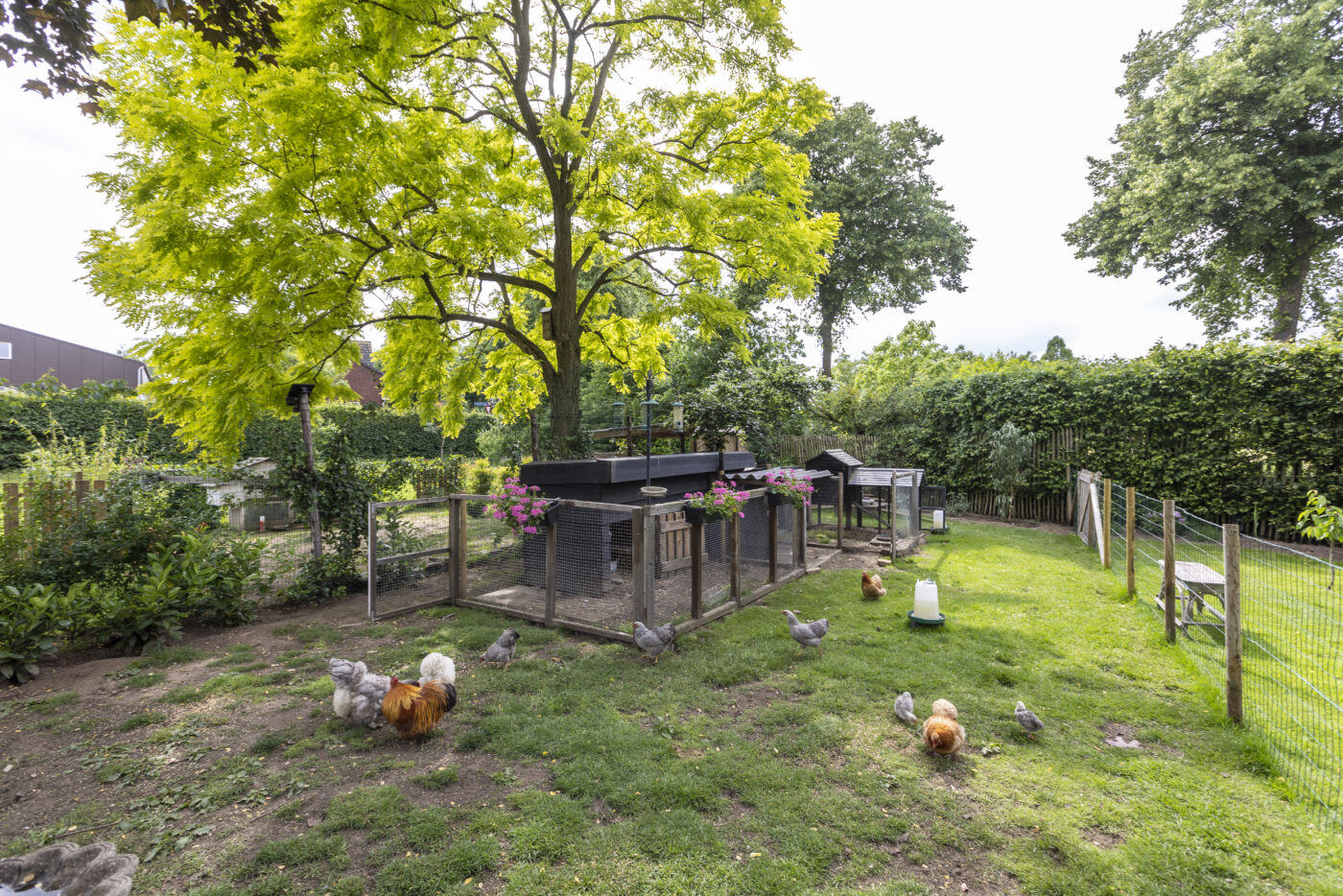 achter in de tuin hebben we een groep scharrelende kippetjes